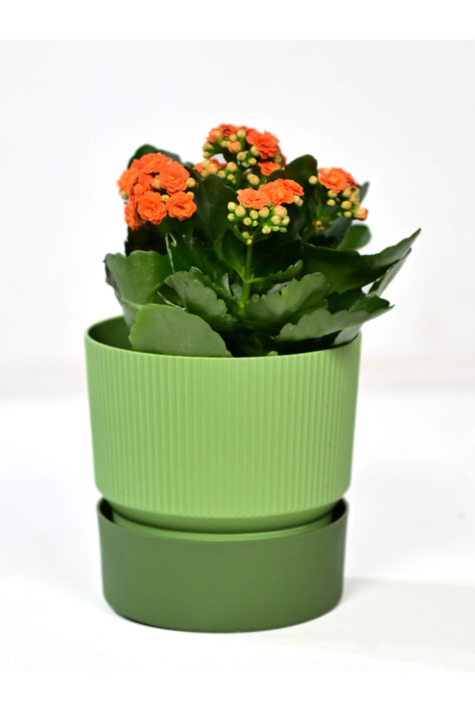 Πράσινο – 19 cm × 19 cm – Σετ 3 Γλάστρες Πλαστικές Διπλού Χρώματος