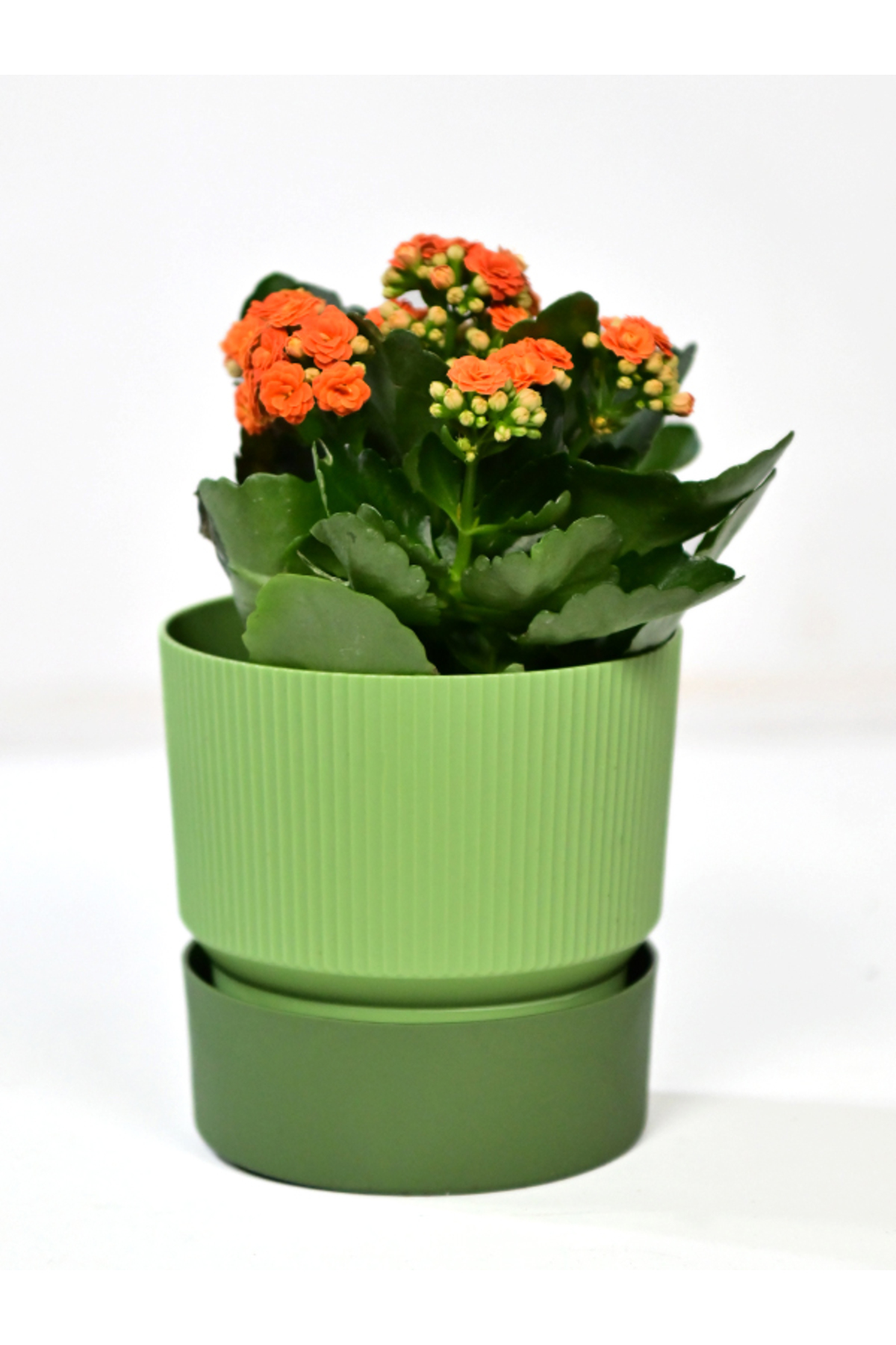 Πράσινο – 19 cm × 19 cm – Σετ 3 Γλάστρες Πλαστικές Διπλού Χρώματος