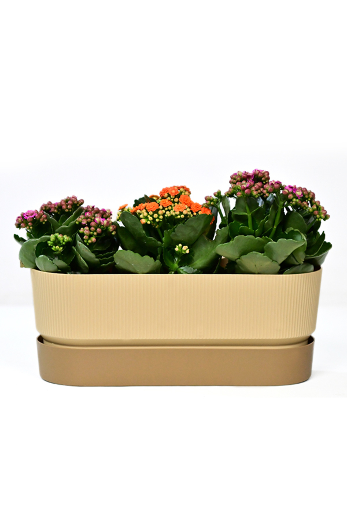Πολύχρωμο – 39,5 cm × 22 cm × 17 cm – Πλαστική διπλή κρεμαστή γλάστρα μπαλκονιού - Image 8