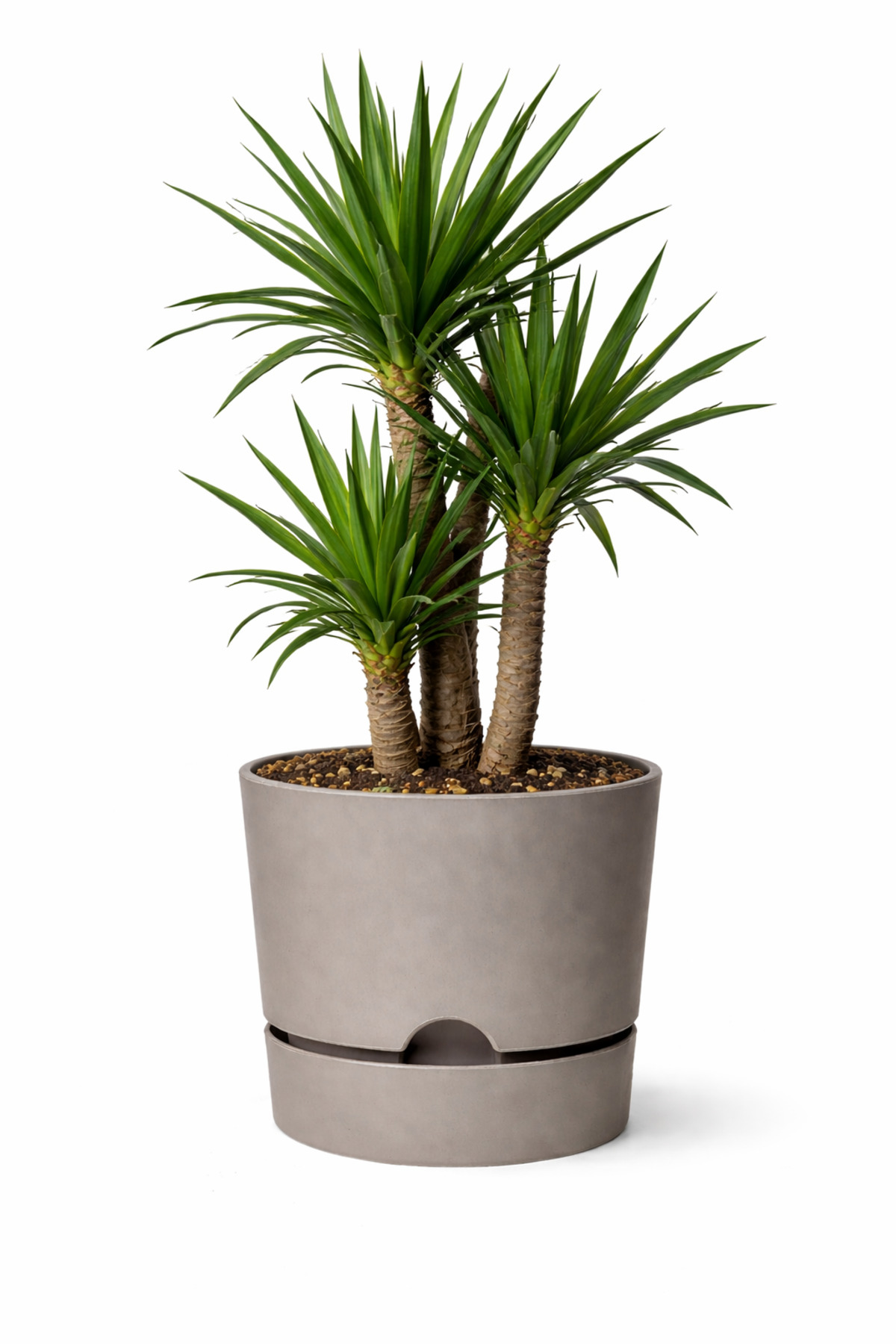Bej – Ύψος 17,5 cm × Διάμετρος 18 cm – Πλαστική Γλάστρα 3,4 Λίτρων