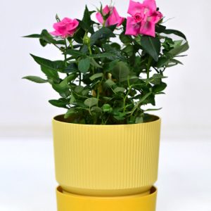 Σαφράν – Ύψος 10 - 15 cm, Διάμετρος 10-15 cm – Πλαστική γλάστρα στρογγυλή μοντέρνα