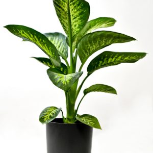 Μπλε – Διάμετρος 24.5 cm, Ύψος 23 cm – Πλαστική Γλάστρα με Πιάτο 9 Λίτρων