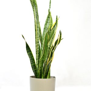Bej – Ύψος 25 - 30 cm, Διάμετρος 20-25 cm – Πλαστική γλάστρα με πιάτο 9 λίτρων