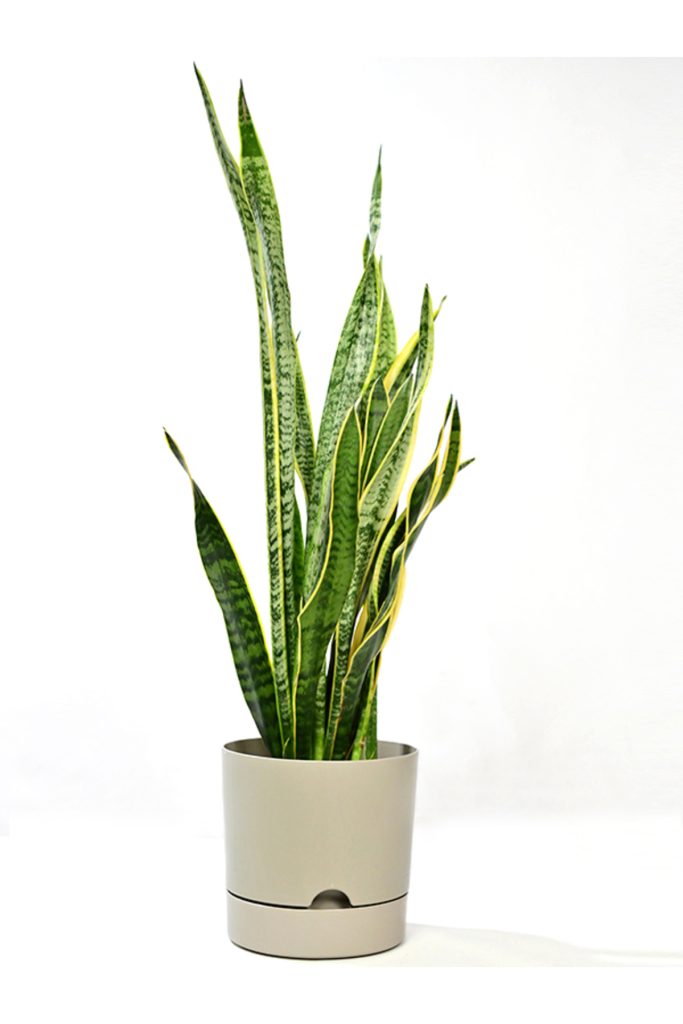 Bej – Ύψος 25 – 30 cm, Διάμετρος 20-25 cm – Πλαστική γλάστρα με πιάτο 9 λίτρων